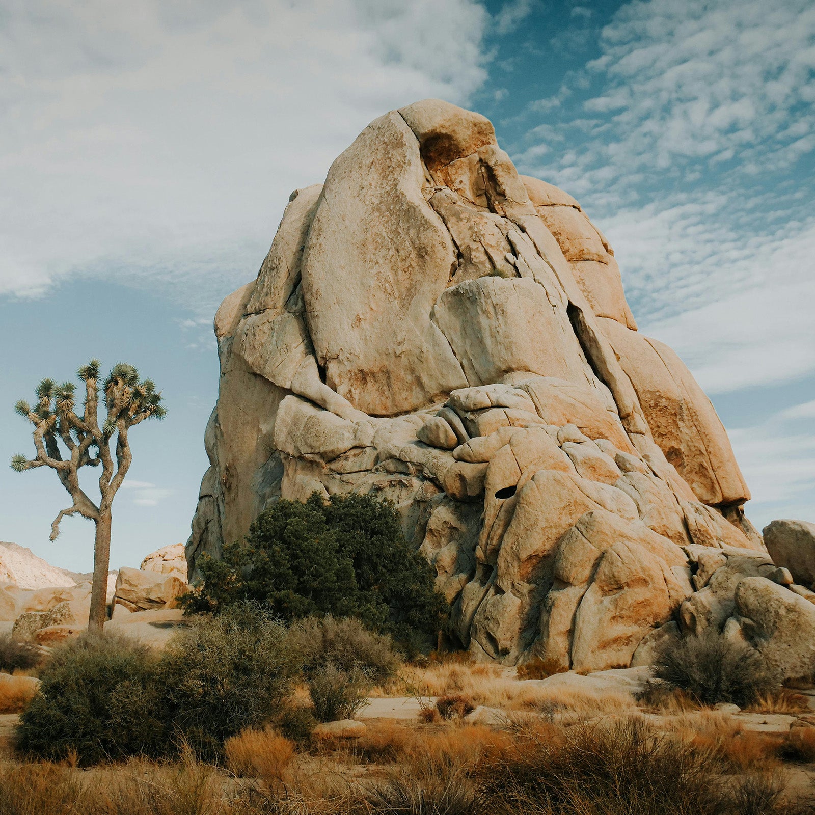 JOSHUA_TREE_SKULL_ROCK